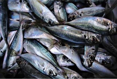 Fish meal from fresh fish in Mangalore